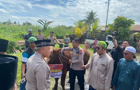 Polda Kalsel Serahkan Sapi Limosin untuk Haul ke-5 Guru Zuhdi
